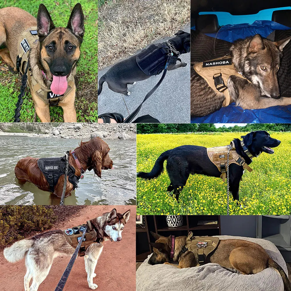 Durable Dog Harness and Leash Set for Training and Walking - Safety First Gear 25